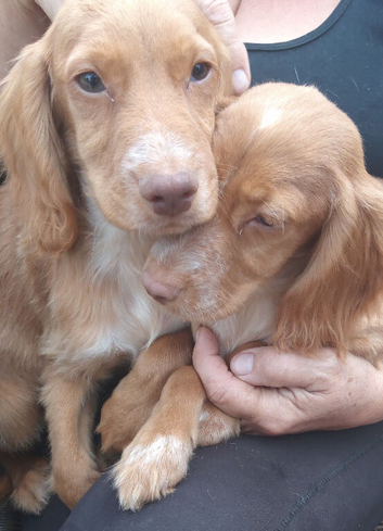 Beautiful fully vaccinated little spaniel boy