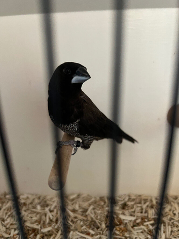 Bengalese finch
