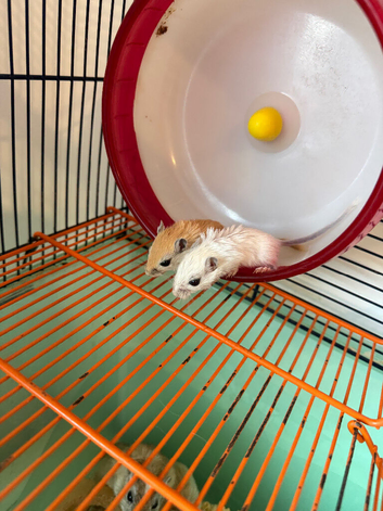 Baby gerbils