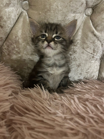 Kittens for sale