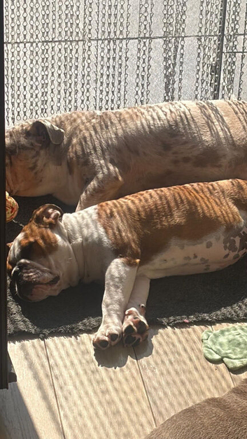 Beautiful Kc Reg British Bulldog Red & White Female