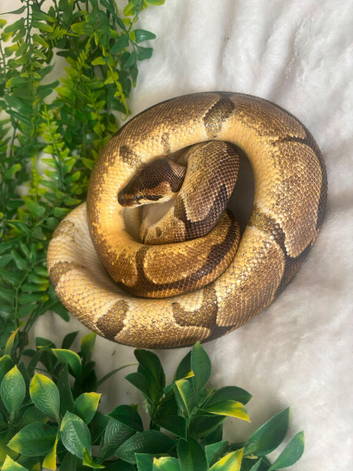 Stunning royals looking for forever homes