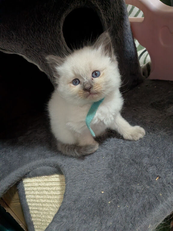 One girl one boy ragdoll kitten