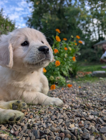 Adventure-Ready Golden Retriever Puppies