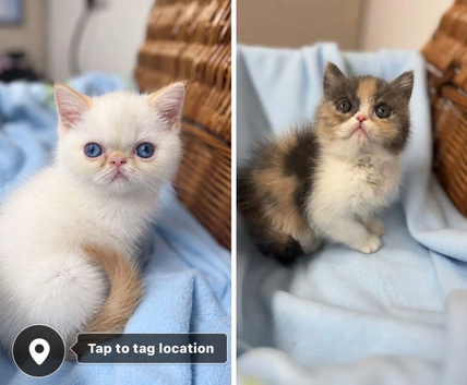 2 Beautiful exotic kittens