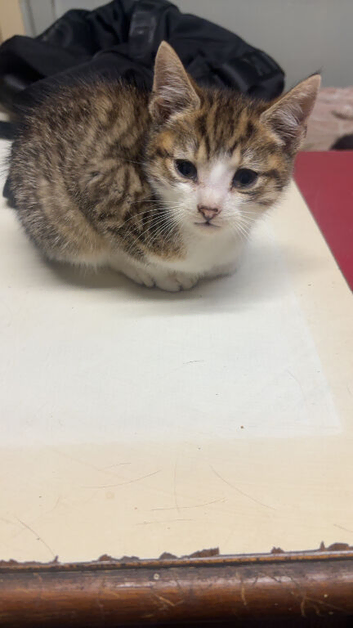 Tabby kittens