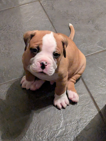 Old Tyme English bulldog cross boxer puppies