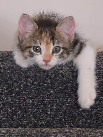 Calico Female kitten 16 weeks