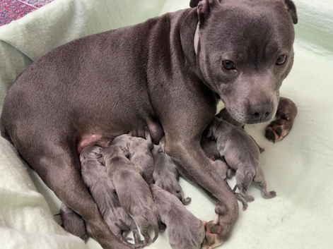 Adorable gorgeous puppies