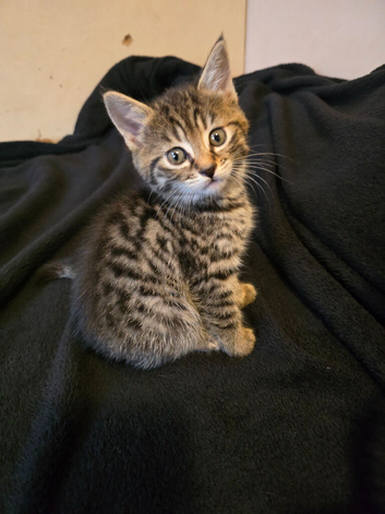 6 weeks old Sweet & Playful Kitten Looking For Loving Home