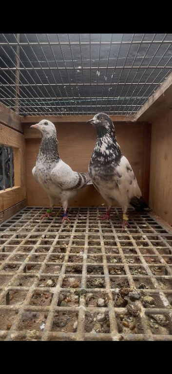 Pigeon