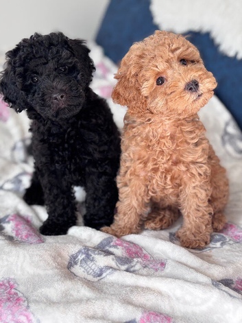 Poodle puppies available very small