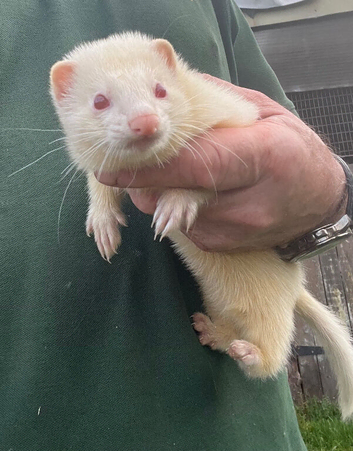 Albino Jill ferret for sale