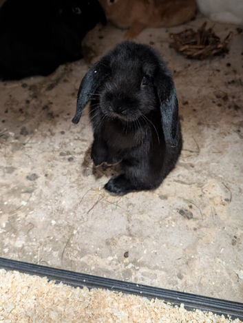 Mini lops and new Zealands