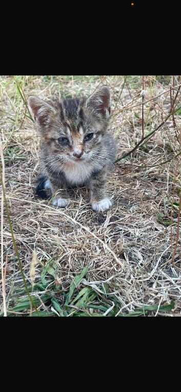 Tabby kittens