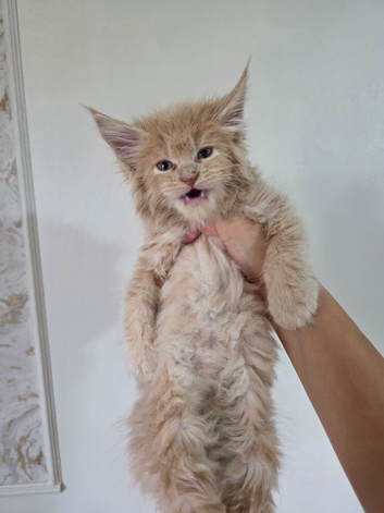 Championship maine coon kittens