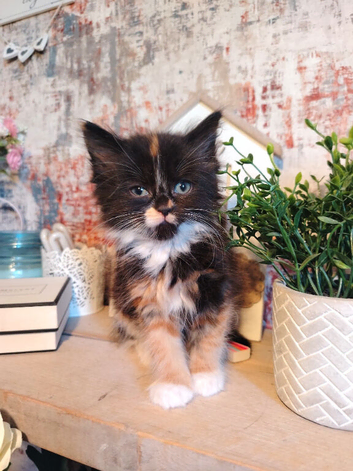 Mixed breed tabby kittens