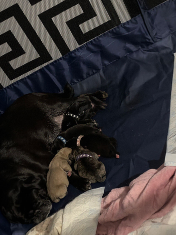 Beautiful frug puppies intime for Christmas