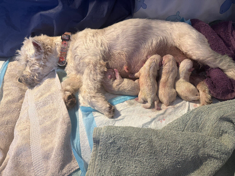 West highland terriers