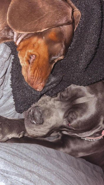 Cane corso - Bella