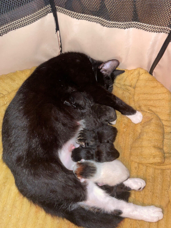 5 kitties looking for new home