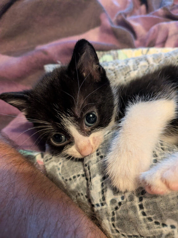 Kittens