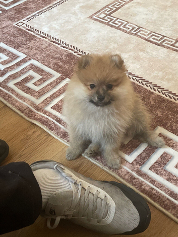 Two puppy&rsquo;s for sale one boy one girl