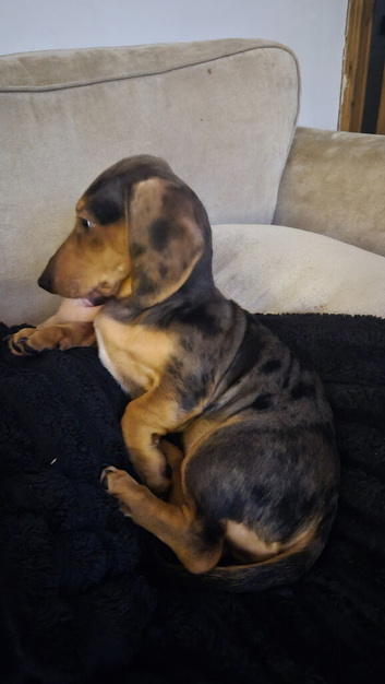 STUNNING DAPPLE PUPPY SEEKING NEW BEST FRIEND