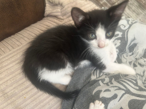 6 beautiful kittens