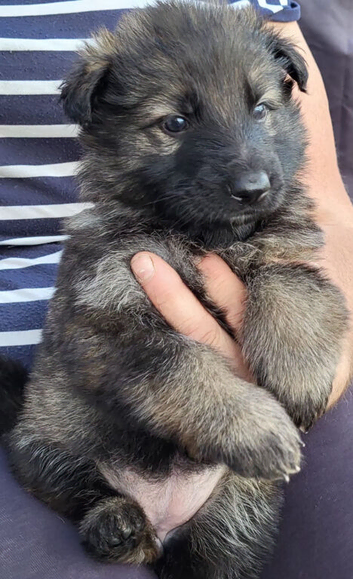 Kennel Club German Shepherd Puppies