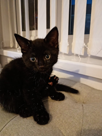 Last kitten little girl