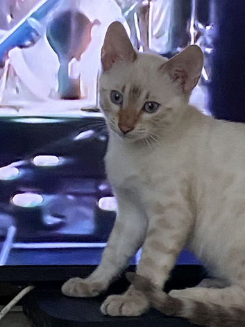 Snow bengal kittens for sale