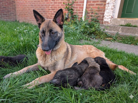 Mali x Caucasian Shepherd