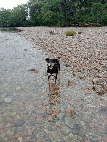 Kelpie (cross)