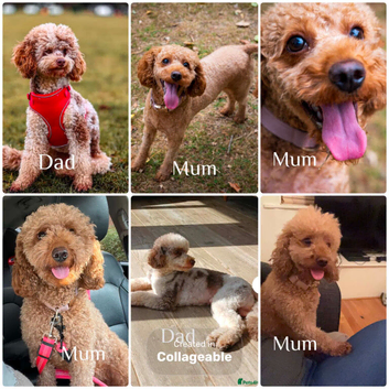 Cavapoo F1BB puppies