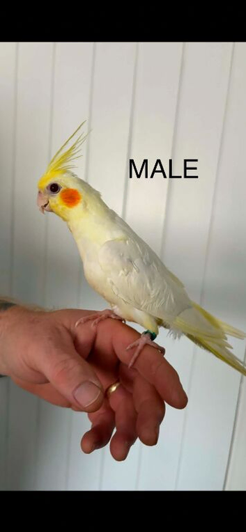 4 hand reared cockatiels
