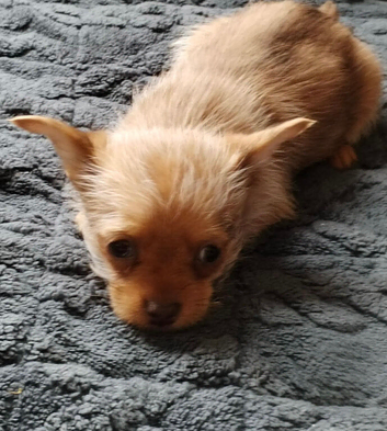 Chorkie boy pup