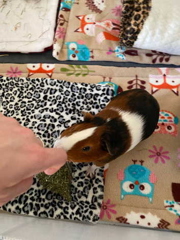 " biscuit " Male Guinea pig 8months old