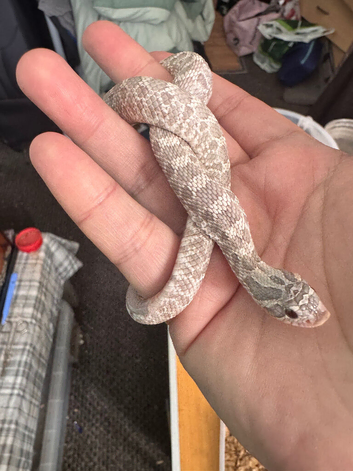 Cb25 male lavender hognose snake