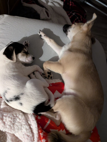 Loving Forever Home Needed for a Bonded Pair of Small Dogs