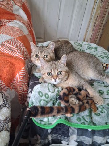 British Shorthair Golden TICA For Sale