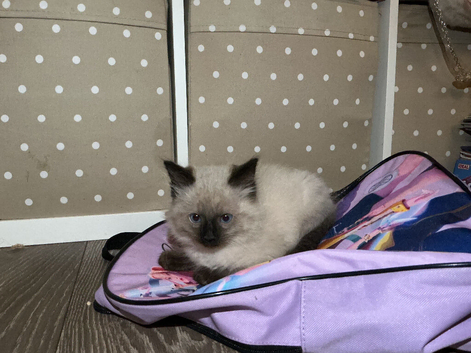 Half Ragdoll Boy kitten.
