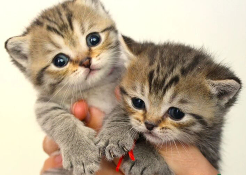 Gorgeous Golden Tabby British Shorthair Kitten