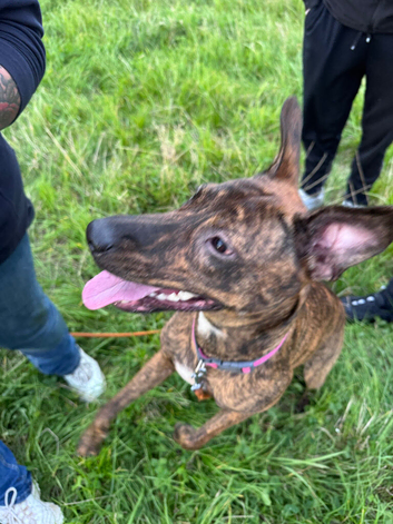 Lurcher x bull terrier