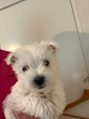 Beautiful westies