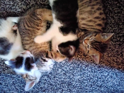 BEAUTIFUL KITTENS males and females