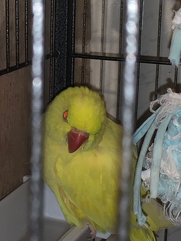 Indian ringneck