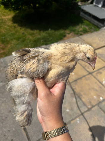 Pekin chicks available