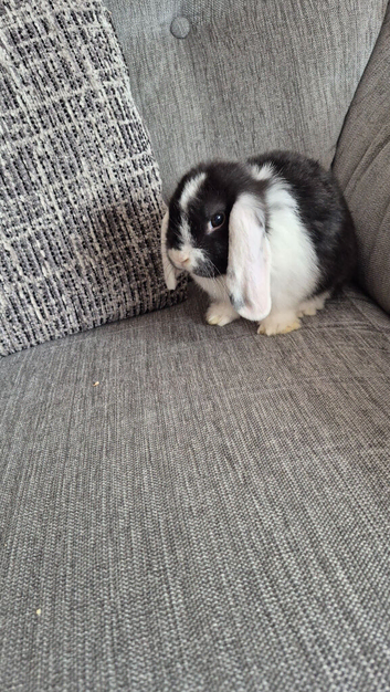 Mini lop