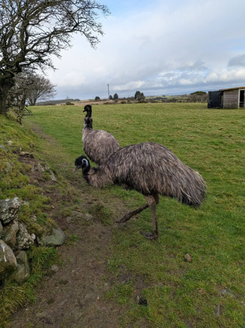 Emus